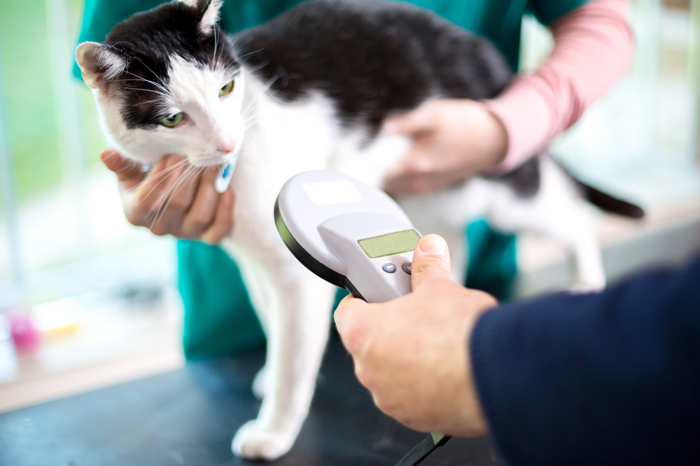 A black and white cat is being scanned with a handheld device by an individual, supported by a person in a green outfit, in a veterinary clinic setting.