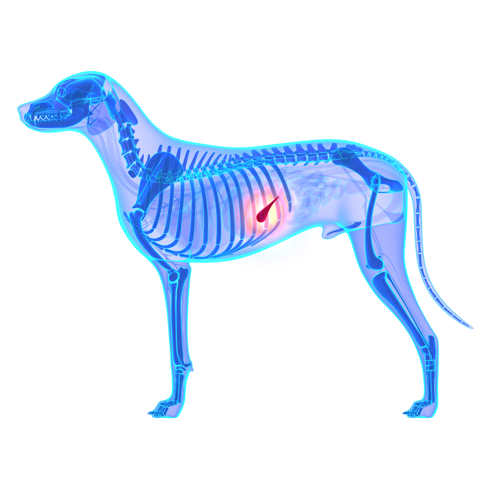 what are the signs of pancreatic cancer in dogs