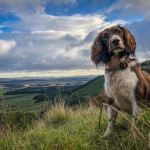 A brown and white dog sits attentively on green grass, overlooking a vast landscape of fields and distant hills under a blue, cloudy sky.