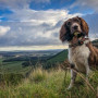 Springer spaniel Ivy for Vets Now article on pancreatitis in dogs A brown and white dog sits attentively on green grass, overlooking a vast landscape of fields and distant hills under a blue, cloudy sky.