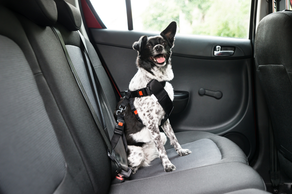 How to put on outlet dog seat belt harness