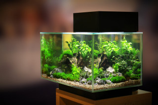 A glass aquarium houses vibrant green plants and rocks on a wooden stand, set against a softly blurred background.