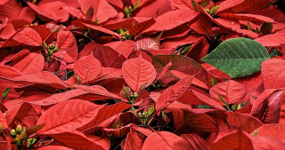 can dogs eat poinsettias