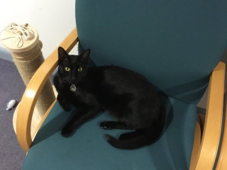 Rolf on a chair Image of Rolf the campus cat for Vets Now article on cat getting his by a van
