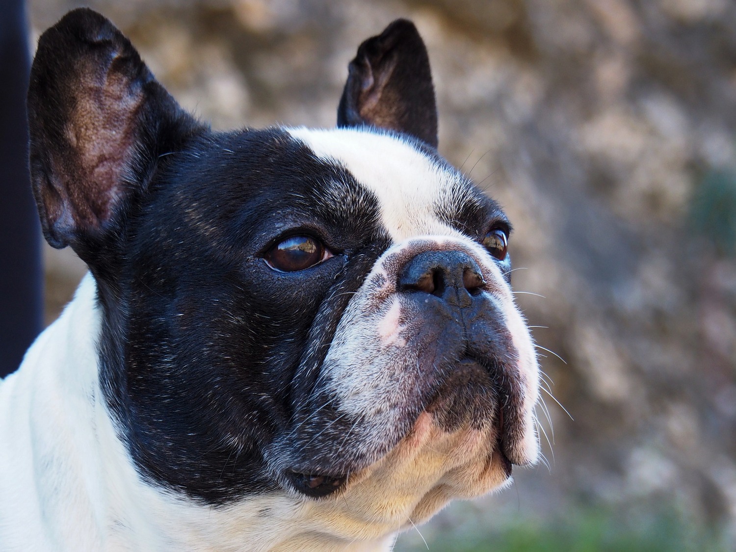 French Bulldog Health Issues Include Problems Giving Birth