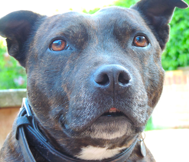 Emergency vets save a dog who got drunk on homebrew beer