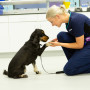 Dog Poisoning: Signs and What You Need To D A dog sits, offering its paw to a crouching woman in a clinical setting, suggesting a veterinary appointment. Both appear engaged and focused on the interaction.