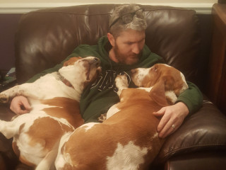 Two Basset Hounds lie comfortably on a couch, snuggling with a bearded man in a green hoodie, who appears relaxed and content in a cozy living room setting.