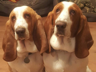 Two Basset Hounds sit closely side by side, gazing upwards. They are indoors on a wooden floor, with a pet bed visible in the background.