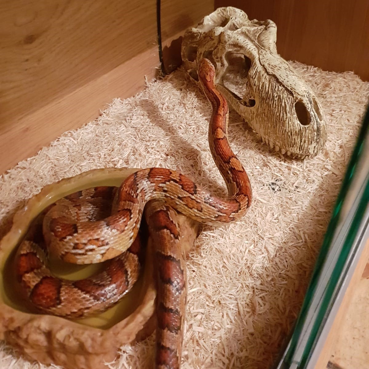 My snake got stuck any tips? : r/snakes