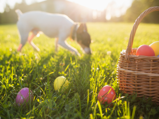 A dog sniffs the grass while colorful Easter eggs lie scattered near a wicker basket in a sunlit, grassy field.