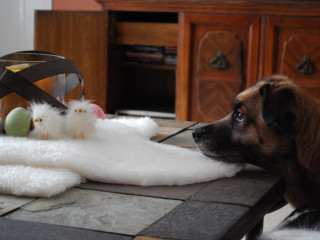 A dog rests its chin on a table, intently watching fluffy toy chicks and colorful Easter eggs placed on a white cloth, with a candle lantern nearby, in a cozy living room.