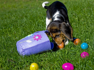 A puppy sniffs colorful plastic eggs scattered on green grass beside a purple felt bag decorated with flowers.