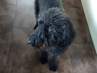 A curly-haired black dog stands attentively on a tiled floor in a kitchen setting.