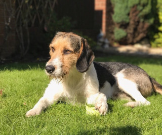 A scruffy dog rests on sunlit grass, looking content in a garden setting with green foliage and a brick wall in the background.