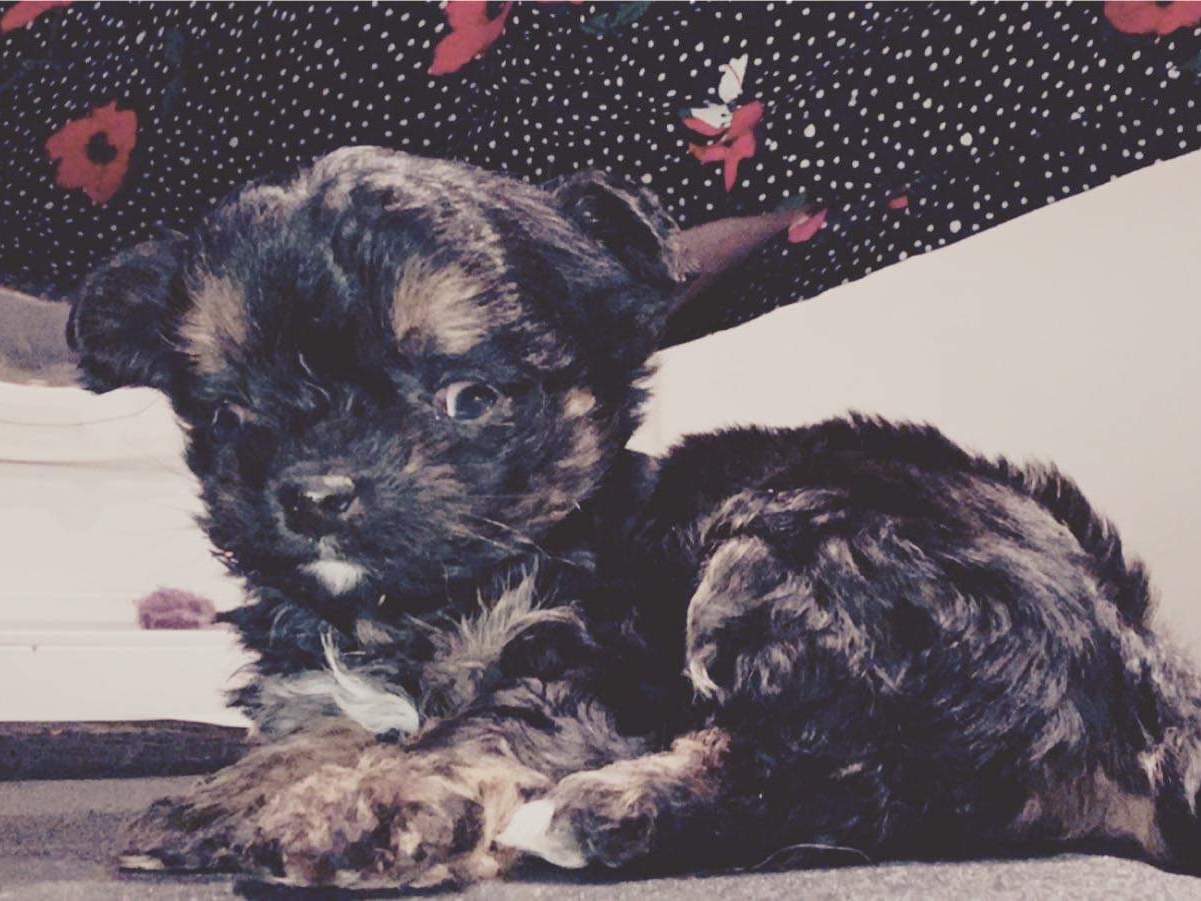 A small, fluffy black and brown puppy lies on a surface, looking alert. The background features a black fabric with red and white floral patterns.