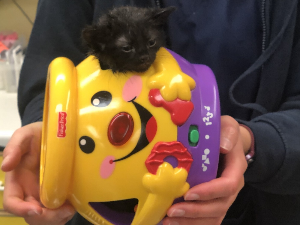 A small black kitten rests atop a colorful, smiling toy held by a person. The toy displays the text 