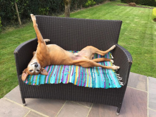 Brown dog lies on its back with one paw raised, resting on a colorful blanket on a wicker bench, surrounded by a lush green garden.