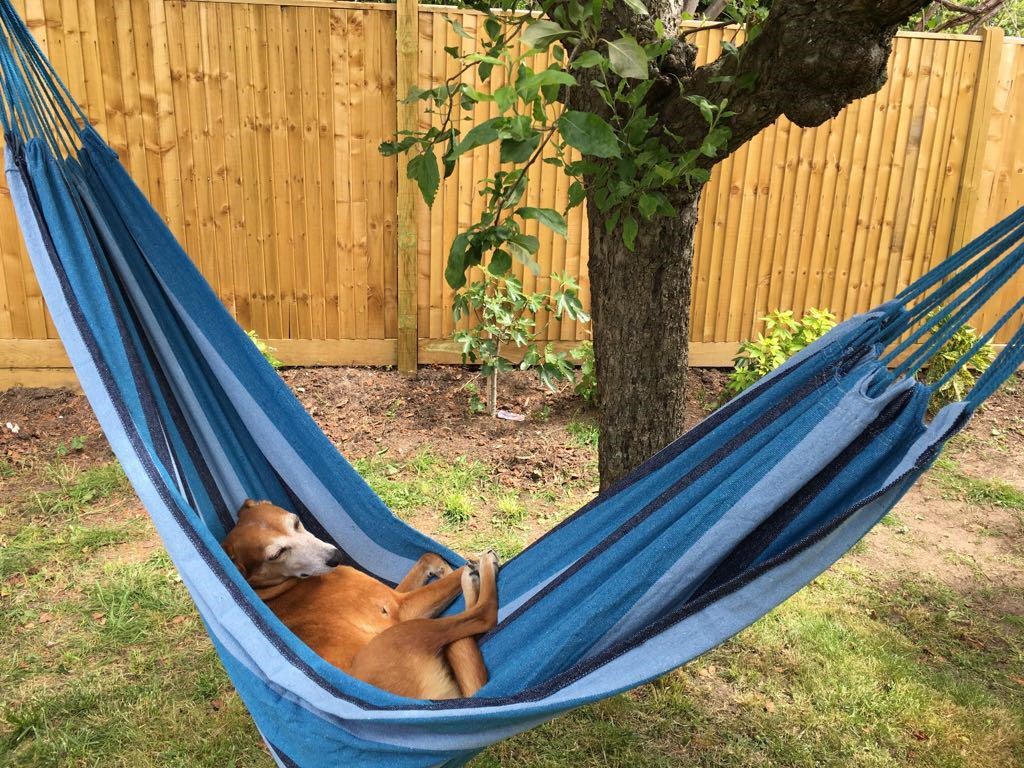A dog lies comfortably in a blue hammock attached to a tree in a grassy backyard, surrounded by a wooden fence.