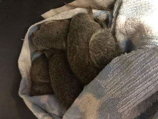 Several small gray squirrels are sleeping, wrapped snugly in a blue and white towel, nestled in a cozy indoor setting.