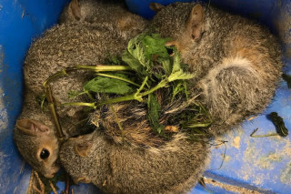 Three squirrels, curled up together, lie in a blue container with green foliage scattered around them. They appear to be resting.
