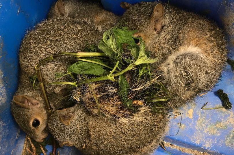 Three squirrels, curled up together, lie in a blue container with green foliage scattered around them. They appear to be resting.