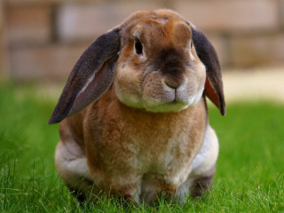 rabbit viral haemorrhagic disease A brown lop-eared rabbit sits calmly on vibrant green grass, with a blurred brick wall in the background, creating a peaceful garden setting.