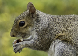 A gray squirrel is eating a nut, holding it with its paws. The background is a blurred mix of green and yellow, suggesting a natural outdoor setting.