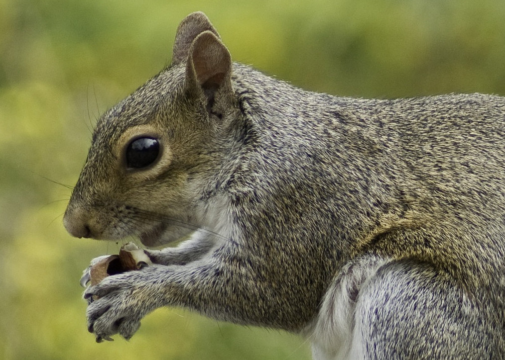 A gray squirrel is eating a nut, holding it with its paws. The background is a blurred mix of green and yellow, suggesting a natural outdoor setting.