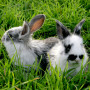 two rabbits sitting together Two fluffy bunnies rest amid lush green grass, one facing left and the other right, displaying their gray and white fur patterns in a natural setting.