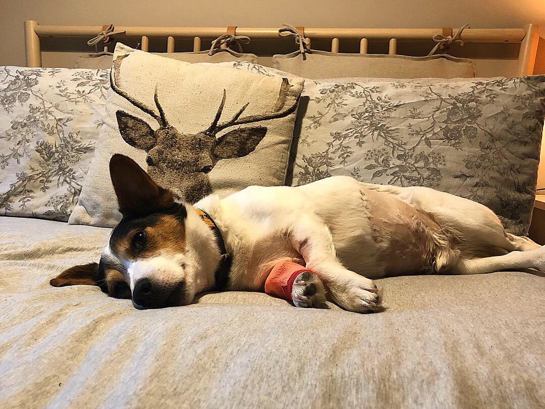 A dog lies resting on a bed with a bandaged paw, surrounded by decorative pillows featuring a stag and floral patterns, creating a cozy indoor atmosphere.