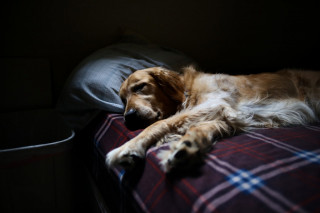 Pet Bereavement Support A golden retriever is sleeping peacefully on a dark plaid blanket in a dimly lit room, resting its head on a white pillow.