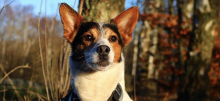 A small dog with upright ears gazes attentively in a sunlit forest setting, surrounded by bare trees and scattered autumn leaves.