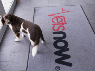 Ivy at Vets Now A brown and white dog stands on a tiled floor beside a glass door, looking back. A gray mat with