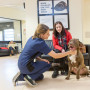 Vets Now symptom checker A brown dog sits on a clinic floor as a woman in blue scrubs kneels, petting it. Another woman in a red coat sits nearby. Wall sign reads,