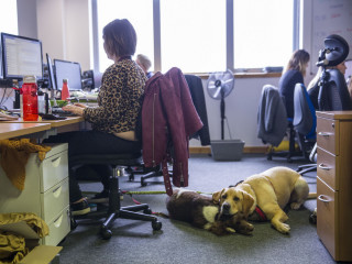 Hunter and Ivy at Vets Now A woman types at a desk in an office, accompanied by two dogs resting on the floor beside her. Other people work at desks in the background.