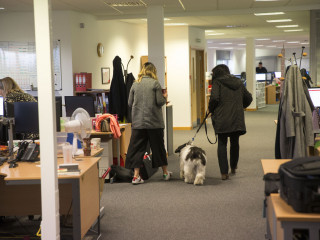 Miro at Vets Now Two people walk a fluffy dog on a leash through a busy office environment with desks, computers, and office supplies scattered around.