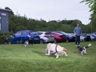 Dogs at Vets Now A Labrador retrieves a tennis ball on grassy lawn, surrounded by other playful dogs. A person stands nearby, with several parked cars and a building with