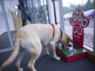Hunter at Vets Now Dog drinking from a water bowl in a modern reception area beside a sign reading, “Paws for a drink. Vets Now, your pet emergency service, www.vets-now.com, lapitup.”