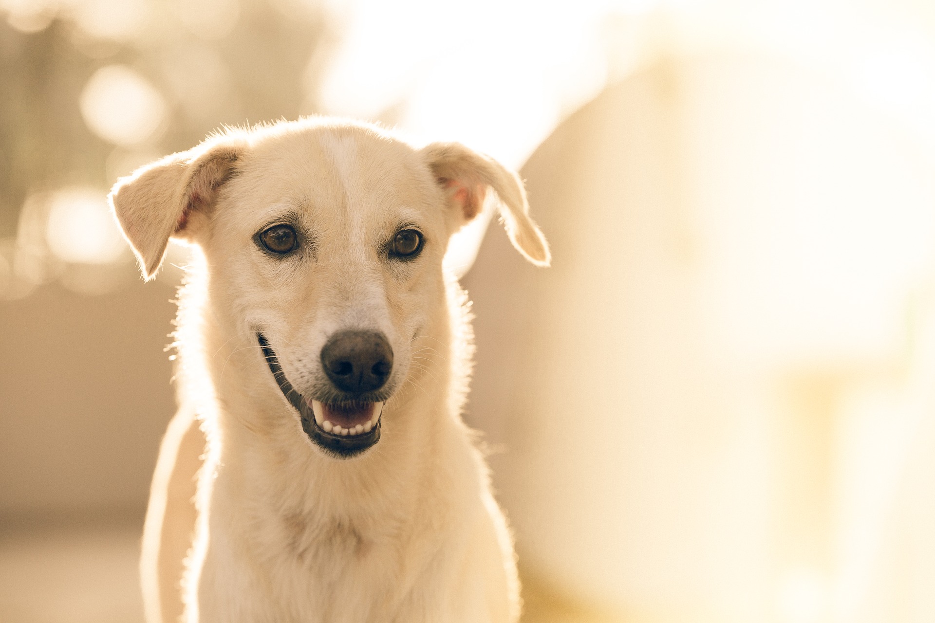A golden dog with perked ears and a cheerful expression stands in soft sunlight, surrounded by a blurred, warm-toned background.