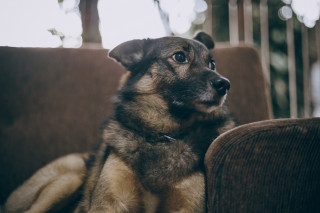 A small dog rests on a brown couch, looking attentively to the side, with soft natural light and blurred greenery in the background.