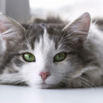 cat-2571971_1920