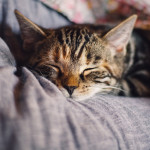 cat eye health A tabby cat sleeps peacefully, nestled in soft, cozy blankets with its eyes closed, surrounded by a muted, calming fabric background.