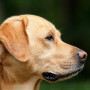 Anaemia in dogs A Labrador retriever with a light brown coat looks alertly to the right, outdoors, against a blurred dark green background.