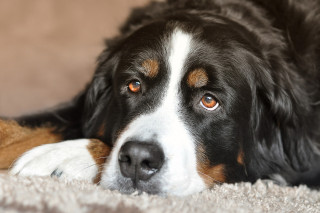 A Bernese Mountain Dog rests its head on its paws, gazing intently. It lies on a soft, beige carpet in a cozy indoor setting.