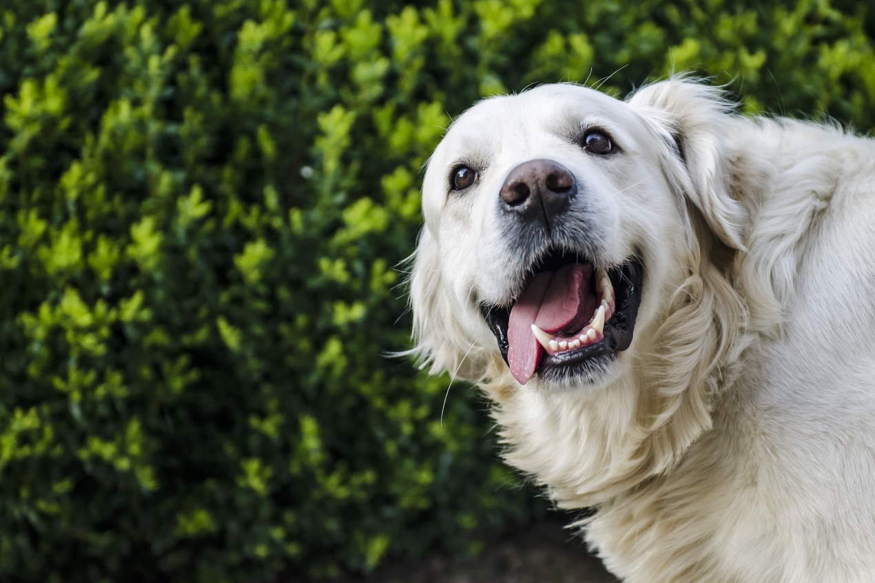 what colour should the roof of a dogs mouth be