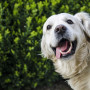 Pale dog gums A golden retriever with its mouth open and tongue out stands in front of lush green bushes.