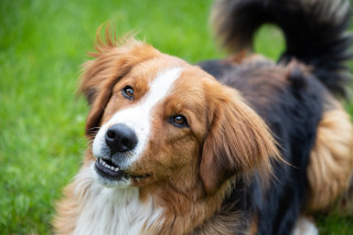 A brown and white dog, slightly tilting its head, stands on bright green grass, appearing curious and attentive.