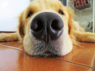 A close-up of a dog's nose, resting on a tiled floor, with the dog's eyes partly visible in a relaxed position indoors.