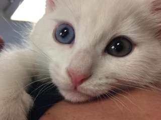 A white kitten with heterochromatic eyes, one blue and one green, rests its head on a person's arm. It is indoors under soft lighting.